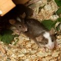 Autistliku inimese väljaheite viimine hiirtesse muutis hiirte käitumise autistlikuks