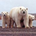 Ninanips Trumpile: Barack Obama keelas lõplikult ära naftapuurimise Arktikas