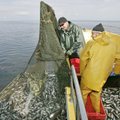 Рыбакам пошли навстречу: продлен лов на донную сеть в прибрежной зоне Чудского, Теплого и Псковского озер