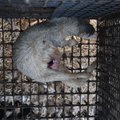 ÕÕVASTAV LEID | Prantsusmaal avastati Euroopa kohutavaim karusloomafarm, haiged loomad rabelesid puurides