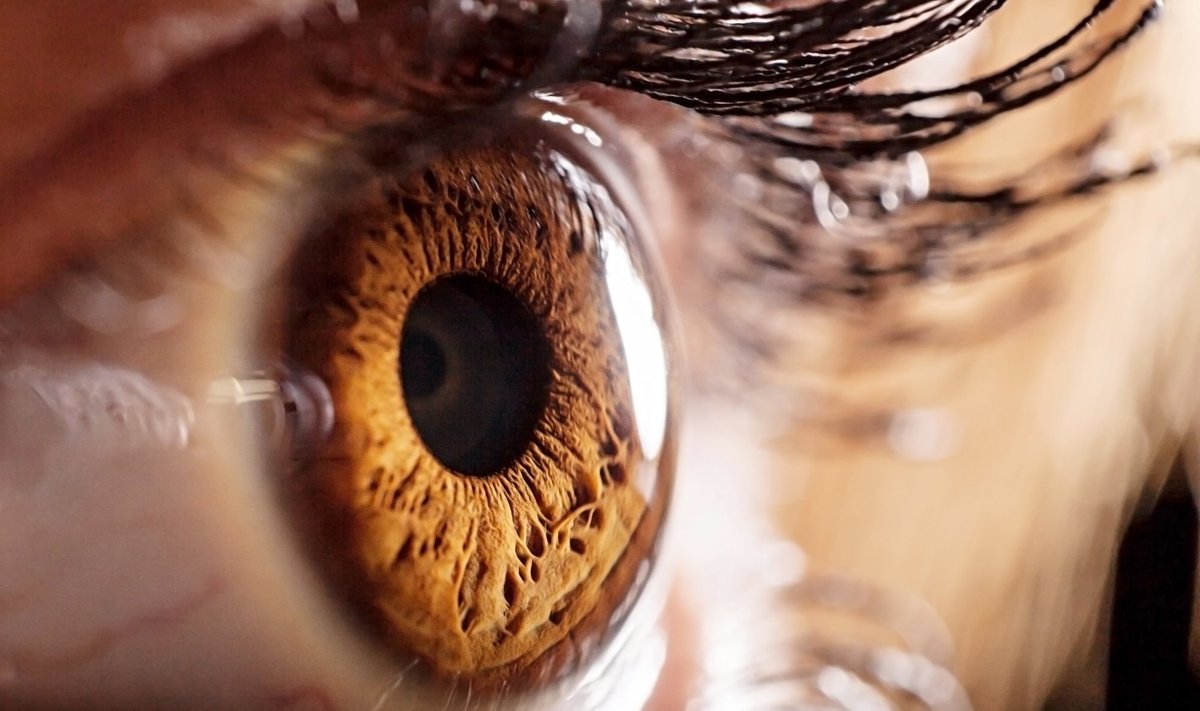 Silm on aju kõrval kõige keerulisem ja komplekssem organ.