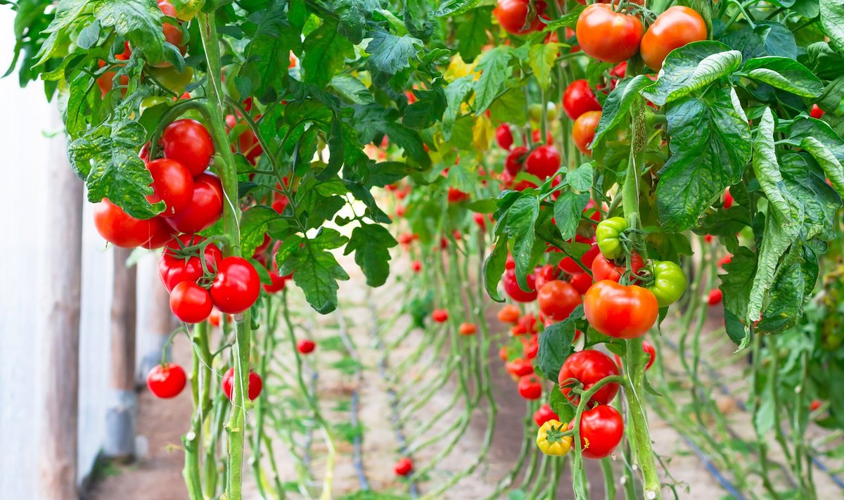 Ka Eestis kasvatatud tomatitaimedelt on leitud seda ohtlikku viirust.