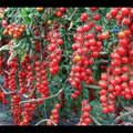 ВИДЕО | Эффективная подкормка помидоров. После нее томатов завяжется в 10 раз больше обычного!