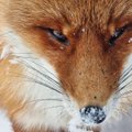 IMELISED FOTOD | Eesti loodusfotograaf tabas telefoniga metsloomi ja -linde nende loomulikus olekus