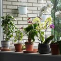 Чем полезны растения в доме: факты и приметы