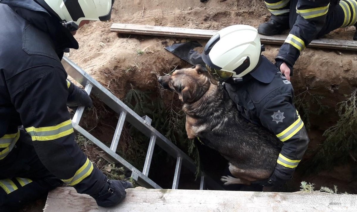 24. septembril kell 10.30 aitasid päästjad Rakvere vallas Tõrma külas välja hauda kukkunud koera.