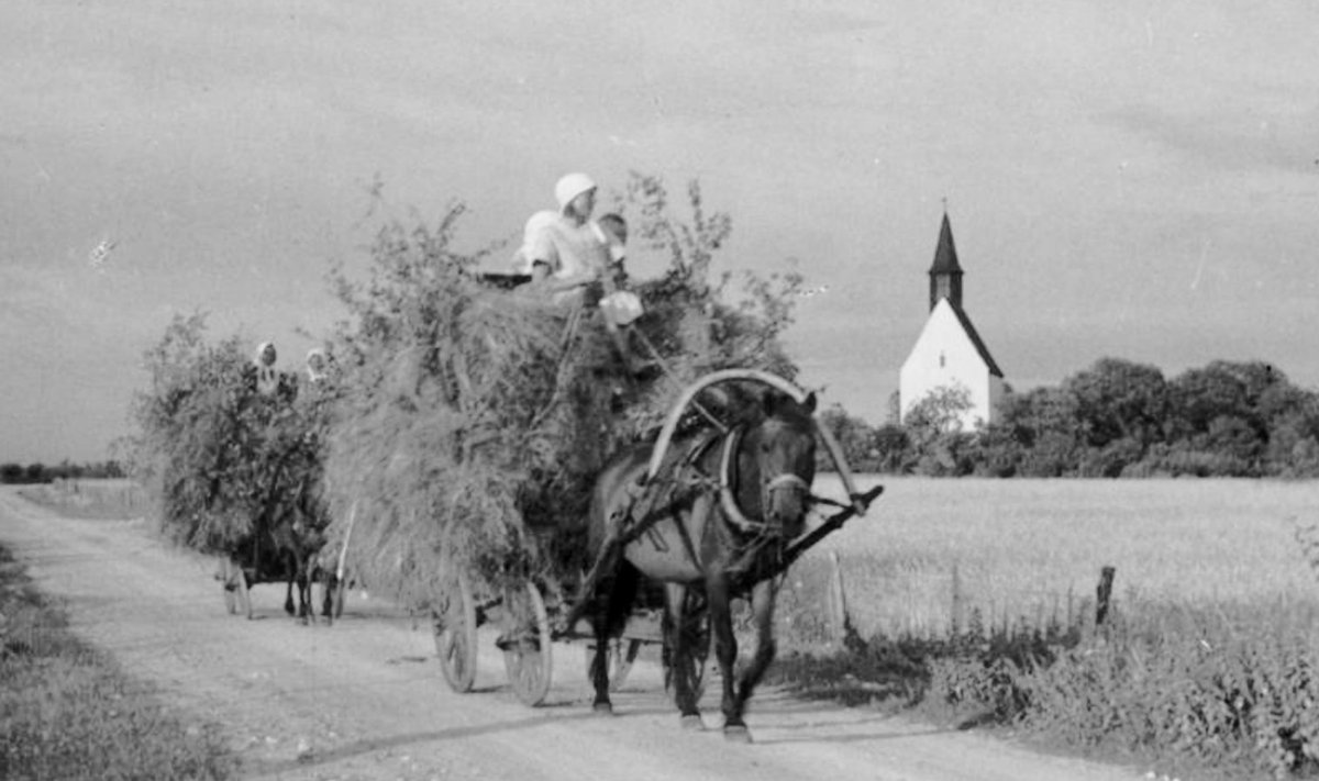 Heinakoorem Muhus 1940. aastal: palju õnnetusi on juhtunud juulis just heinakoormatega, mille tuul on laiali pühkinud ning inimesed koorma otsast kraavi visanud.