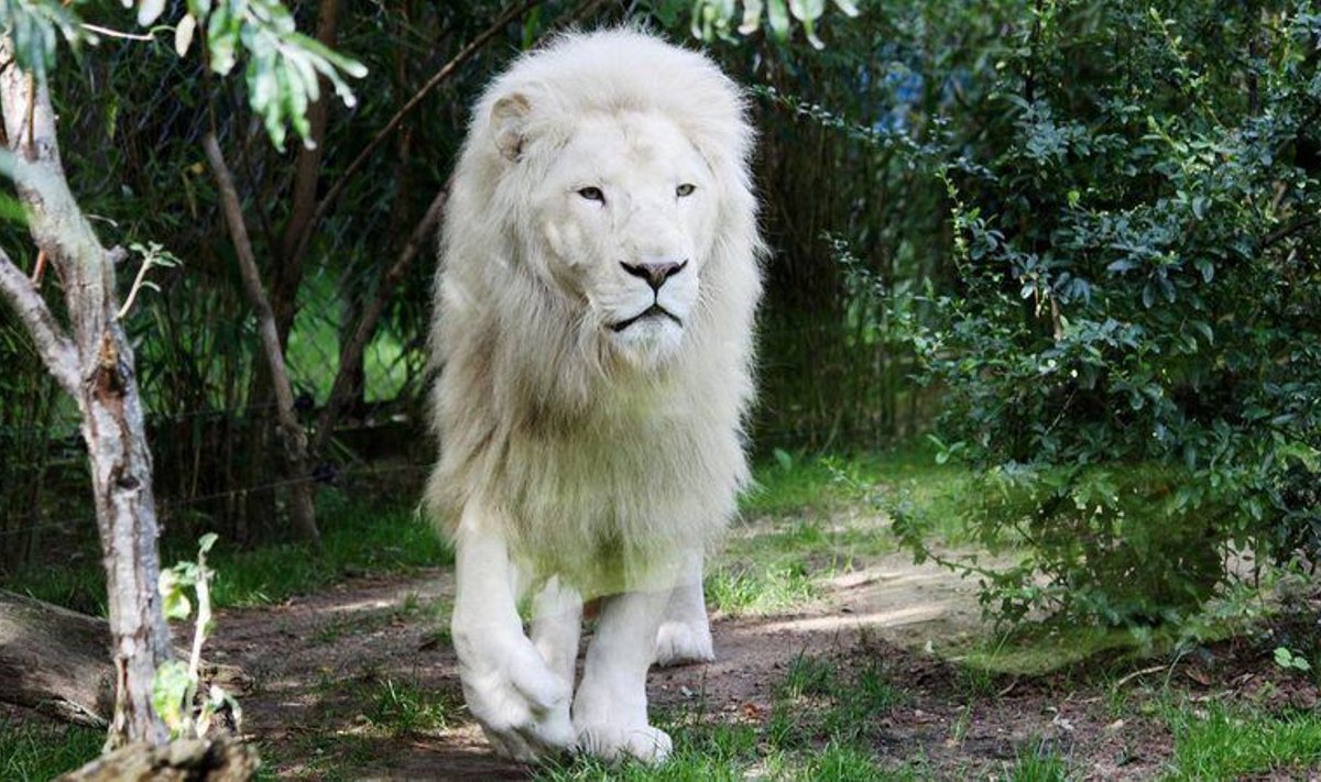 Valge lõvi