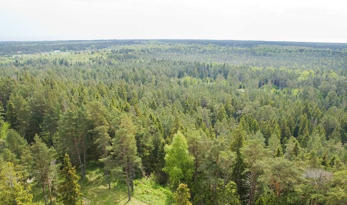 Vaade Hiiumaa metsale Kõpu tuletornist.