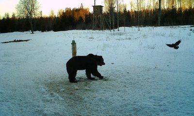 Karu toitu otsimas.