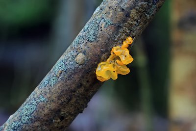 Дрожалка оранжевая (Tremella mesenterica), по-эстонски — kollane kõhrik