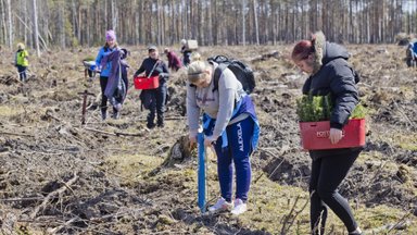 Kogukonnaprogrammi toel kasvab Eesti metsades üle 400 000 uue puu