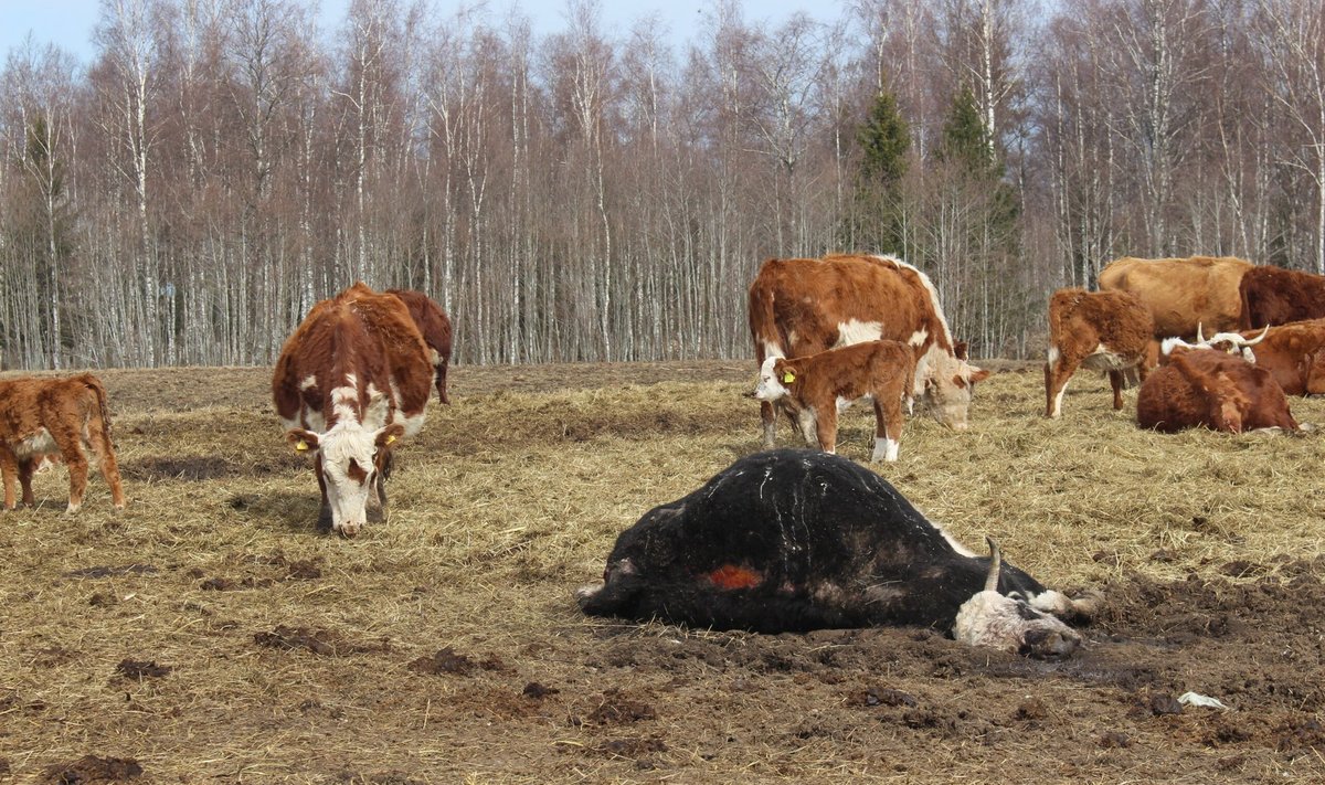 Погибшая во время отёла корова.