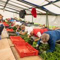 Maasikakasvatajate liidu esindaja: me ei ootagi Martin Helmelt vabandust. Valitsuse nõunik võttis juba hüvitise osas ühendust