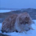 Omanik sulges kassi "karistuseks" külma kätte linnuvaatlustorni