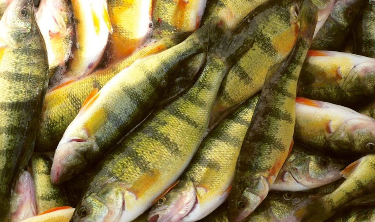 Ahven oma meeldejääva välimusega on tuntud ka kaladega vähem  kokku puutuvatele inimestele.