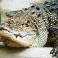 USA politsei imelik hoiatus: inimesed, palun ärme tooda enam narkot täis alligaatoreid