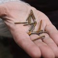 В телах убитых в Буче и Ирпене нашли флешетты — маленькие металлические дротики, которые применяли во время Первой мировой войны