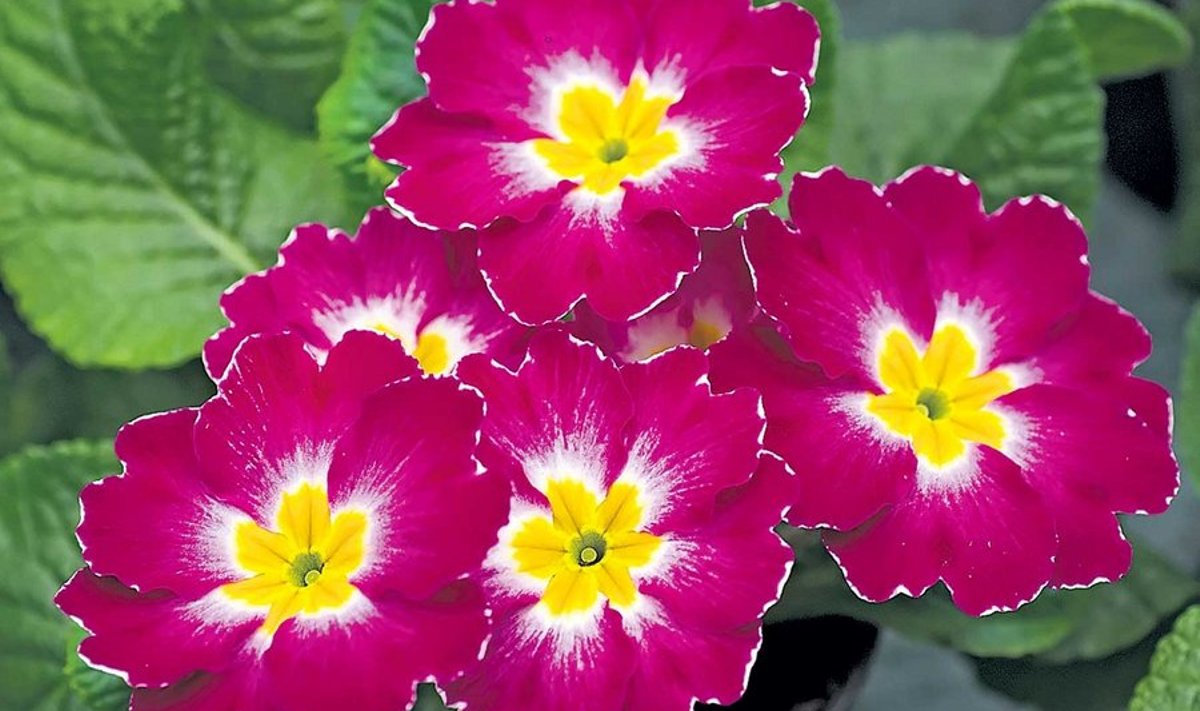 Bicolori priimula „Rhea”