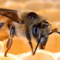 Kõige rohkem mesilinde lendab õielt õiele Saaremaal