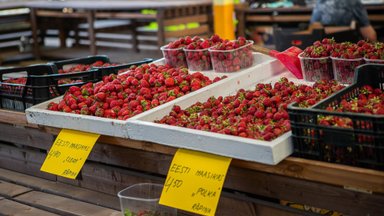 Maasikamüügi eripärad Tallinna keskturul: „Eesti maasikas väga-väga magus“