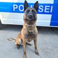Профессионал своего дела! Полицейская собака Шарки нашла наркотики, спрятанные в автомобиле виновника ДТП