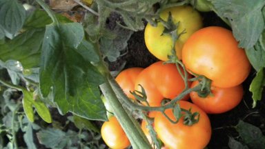 Эстонским селекционерам удалось вывести оранжевые сорта помидоров