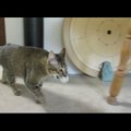 VIDEO | Anna kassile tegevust! See kiisu lahendab õhtusöögi saamiseks mõistatusi