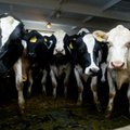 Piimatoojaid aitaks ühistuline koostöö ja kaasaegne piimatööstus