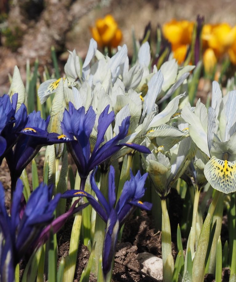 Kõrvuti teiste varakevadiste sibullilledega moodustavad võrkiirised aias rõõmsaid värvilaike. Esiplaanil ‘Harmony’, keskel ‘Katharine Hodgkin’.