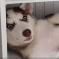 Naljakas VIDEO | Koerad on kuumusega võitlemises palju osavamad kui inimesed