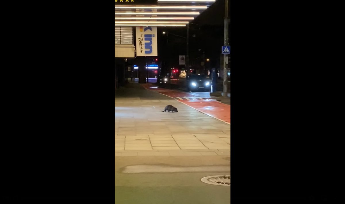Kobras Tallinna kesklinnas