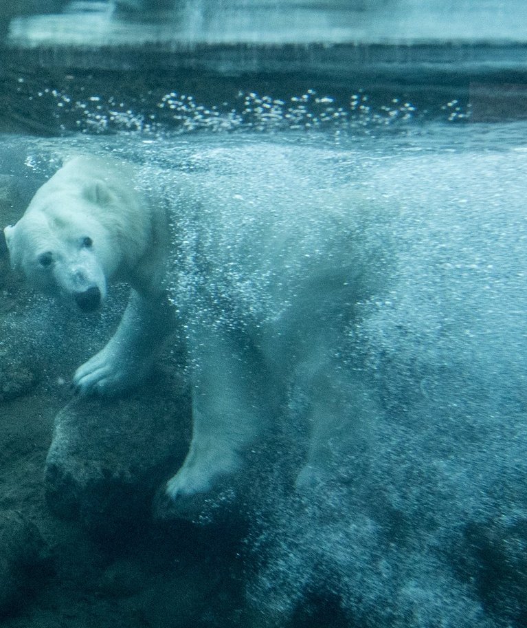 Jääkarud vajavad jääd, et süüa leida ja ellu jääda, ent kliimamuutuste tõttu Arktika jää kahaneb.