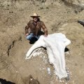 Tudeng leidis kõnnumaalt 65 miljoni aasta vanuse tritseeratopsi-kolju