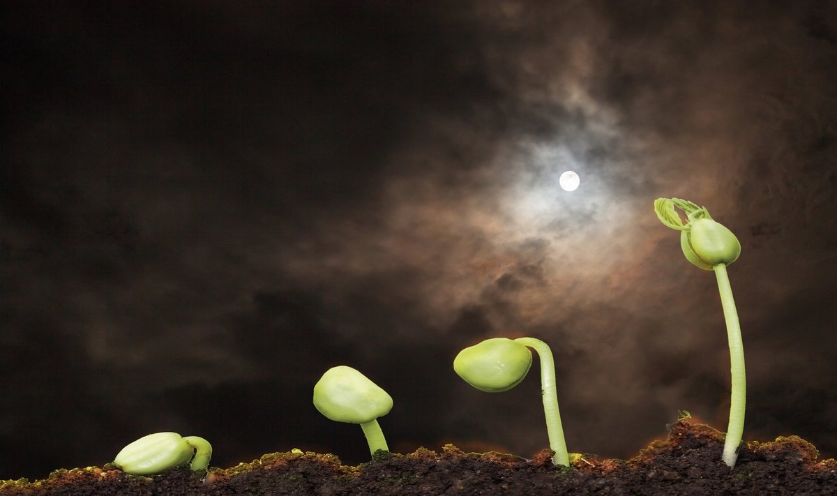 Thuni kalendri järgi on Kuu suurim taimekasvu mõjutaja.