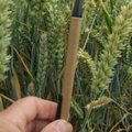 Kuidas saada 16 tonni nisu hektarilt? Eesti viljakasvatajad käisid uurimas