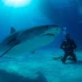 Mõrtsukhai rünnakust pääsenud surfar asub haisid kaitsma