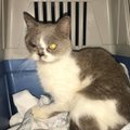 "Kui te siiami kassi poegi varjupaika ei võta, viskab pereisa nad vastu seina surnuks!" Tõuloomade pähe ostetud paljundusvabrikute viljad lõpetavad tihti haigetena tänaval