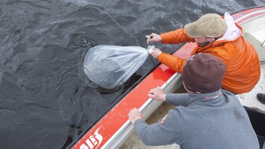 Eesti veekogudesse lasti üle poole miljoni kalapoja