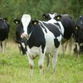 Perevara lehmad müüakse lihakombinaadi asemel välismaale