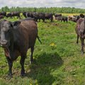 Eesti loomakasvatuses kasutatakse 22 korda rohkem antibiootikume kui Norras