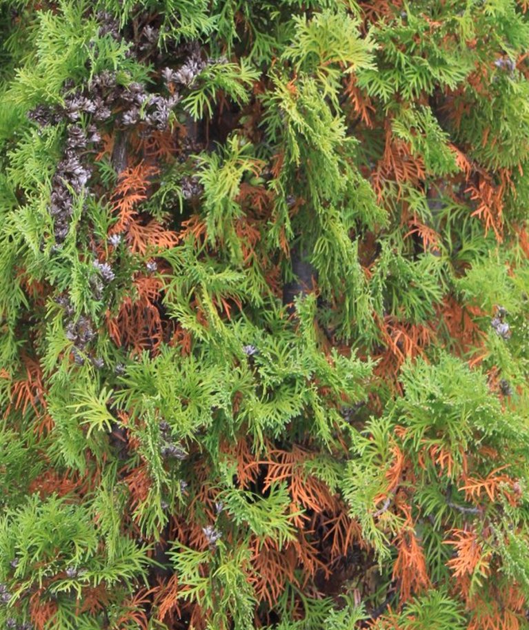 Harilik elupuu on sügisese okkavahetuse ajal pruunikirju, kuid kevadel pruunid okkad varisevad.