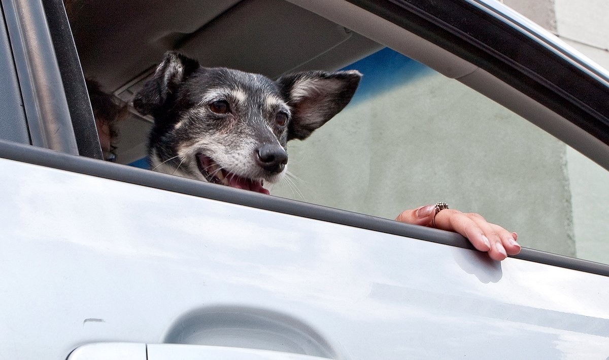 Erutusseisundis koer võib autole kriimud jätta
