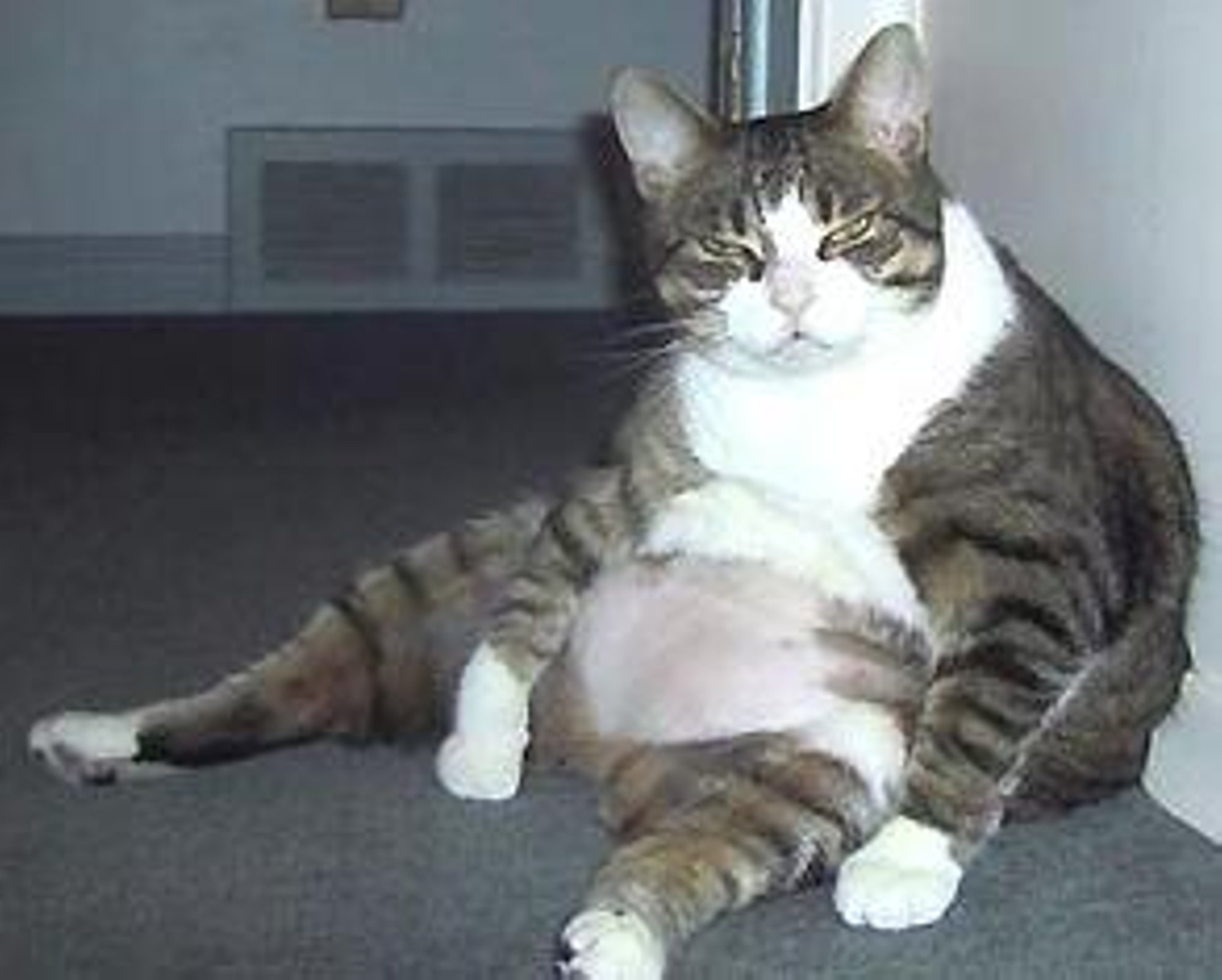 Толстый обожравшийся кот