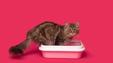 Ole ettevaatlik: haigused, mis pesitsevad kassi liivakastis