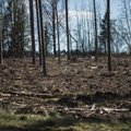 Metsasektor lahkus säästva metsanduse standardi koostamisest, sest sertifitseerijad ei pea eestlasi Eesti põlisrahvaks