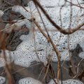 Масштабный проект стоимостью 17 млн евро улучшит состояния водоемов Ляэне- и Ида-Вирумаа