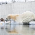 Kas sa armastad jääkarusid? Loomaaed otsib inimest, kes saab jääkarude keskel tööd!