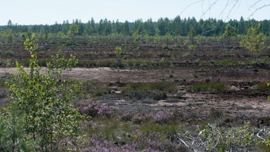 Sood ja rabad kaubaks: pool Eestis kaevandatavast turbast veetakse töötlemata kujul välismaale