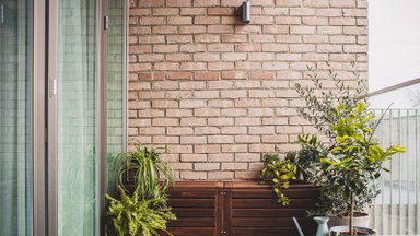 Millised toataimed võib suveks õue kolida ja miks see neile kasulik on?